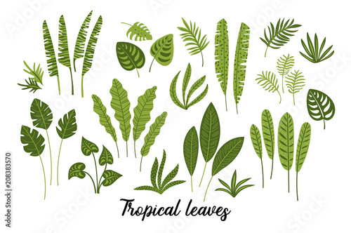 Vector set of abstract tropical leaves.