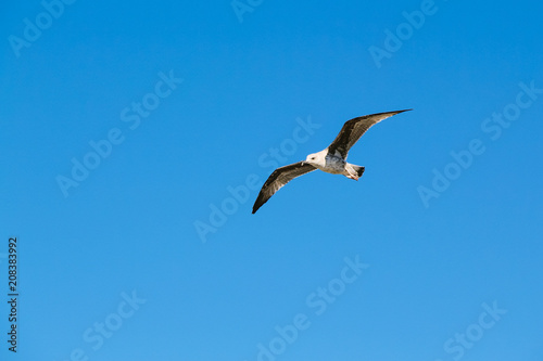 A Seagull on a blue sky. Copy space.