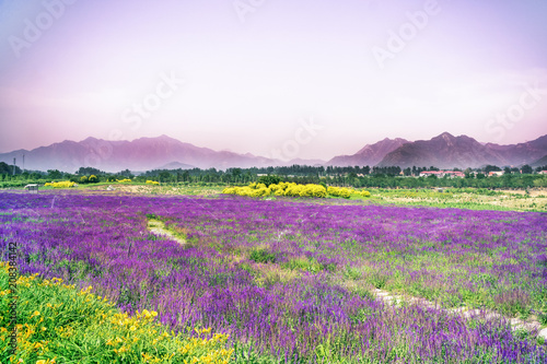 Lavender flowers