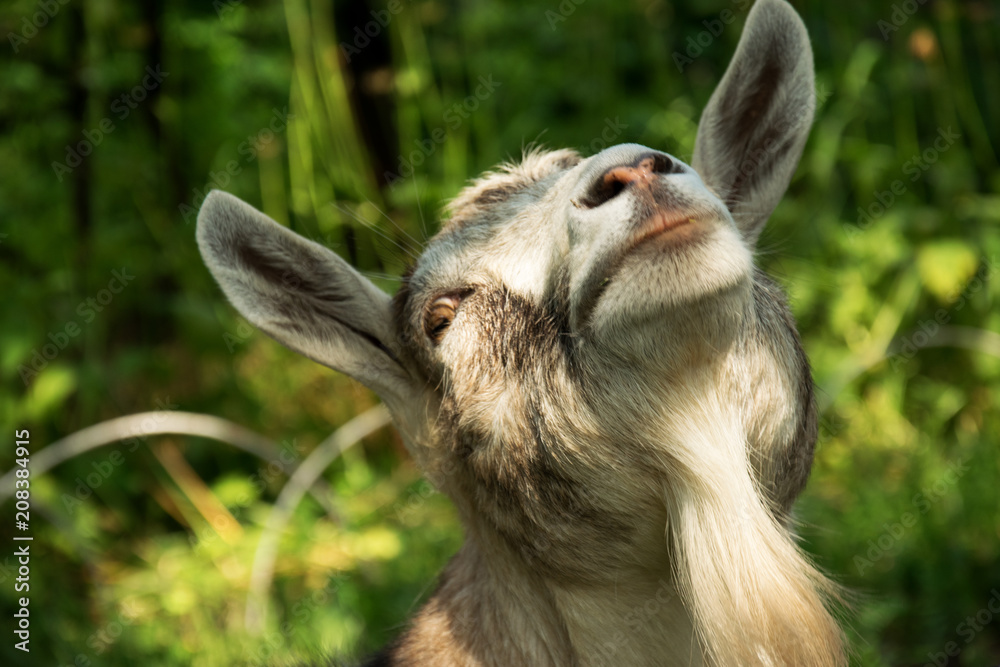 The goat raised her head in sunshine. Cattle and farm. The goat raised her head in sunshine. Cattle and farm.