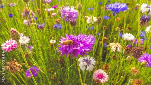 fiori selvatici e api