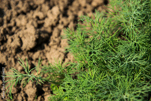 Green dill growing on the garden. Growing products. Black soil.