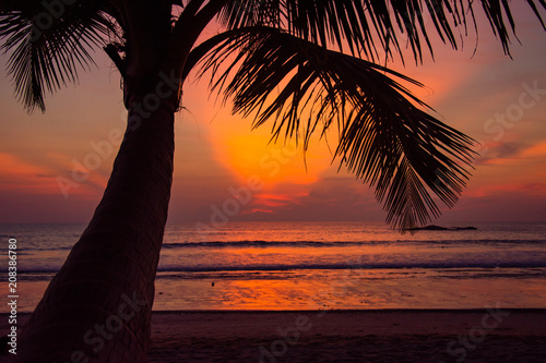 palm on the beach silhouette