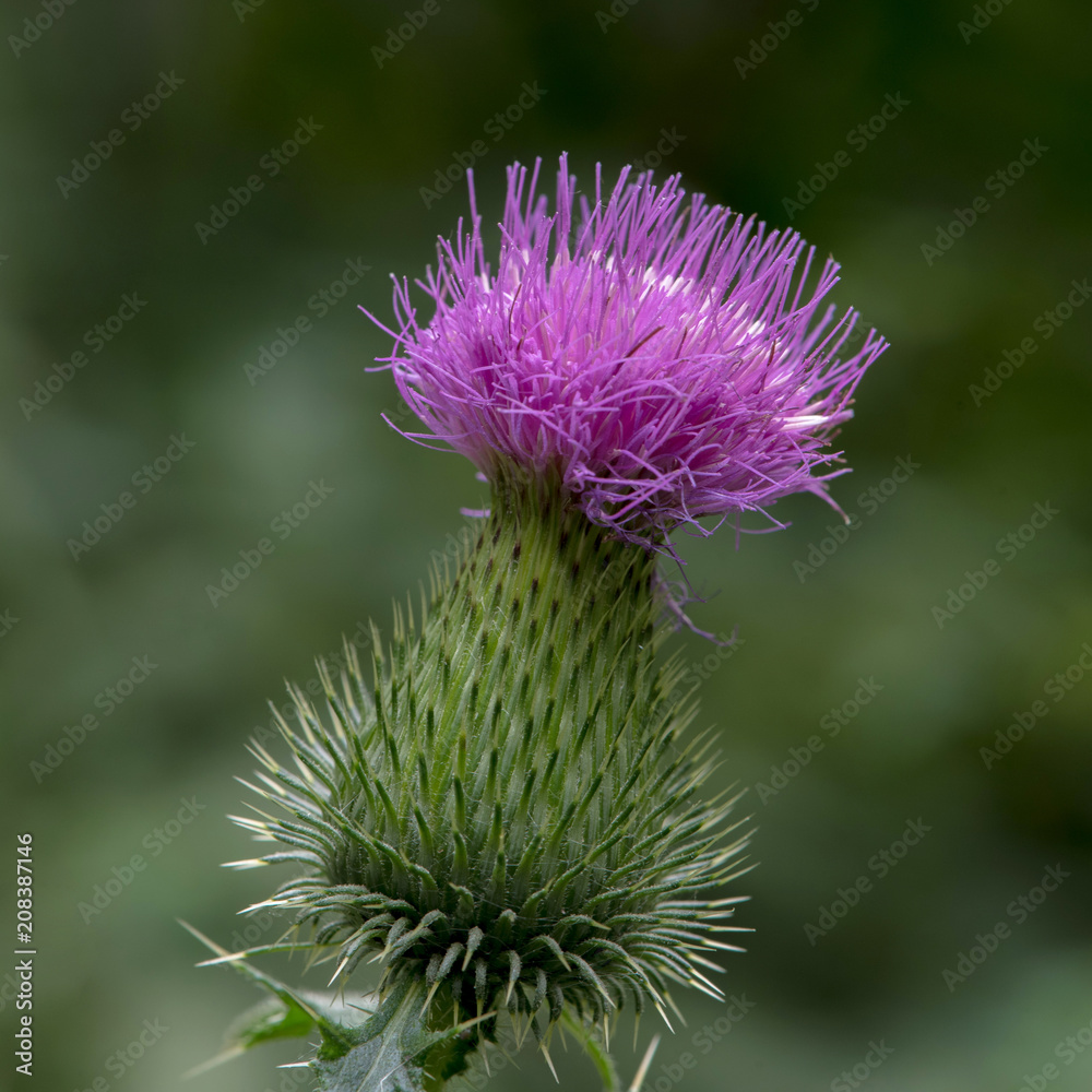 Cirsium vulgare. Weed. Blurred background. Cirsium vulgare. Weed. Blurred background.