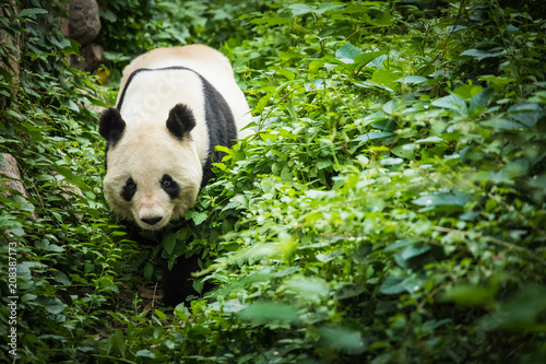 Giand Panda Bear. China Wildlife. photo