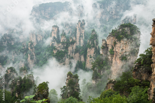 Zhangjiajie Forest Park. Gigantic pillar mountains rising from the canyon. Hunan province  China.