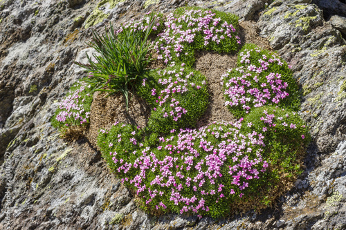 Alpine flower Silene acaulis (moss campion) on rocks. Aosta valley, Italy