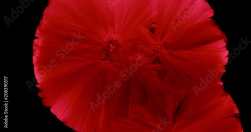 Crystals growth. The process of crystallization in supersaturated solution. Separated on pure black background, contains alpha channel.