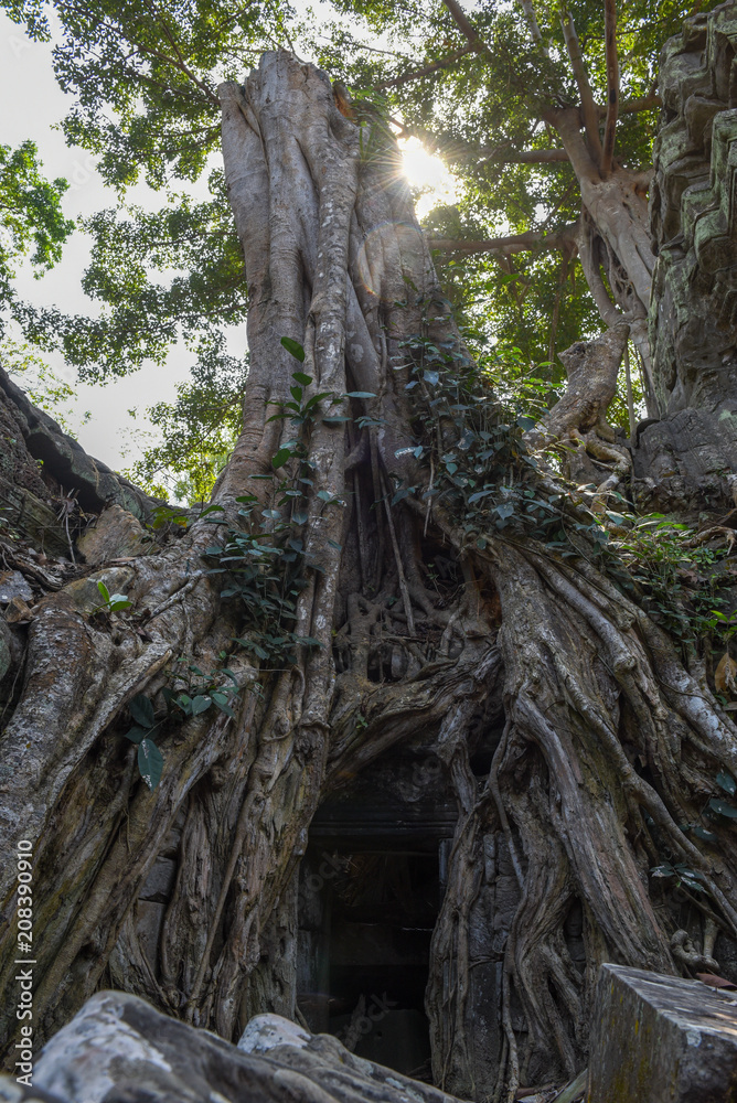 Ta Prohm temple at Angkor Wat complex, Siem Reap, Cambodia Ta Prohm temple at Angkor Wat complex, Siem Reap, Cambodia