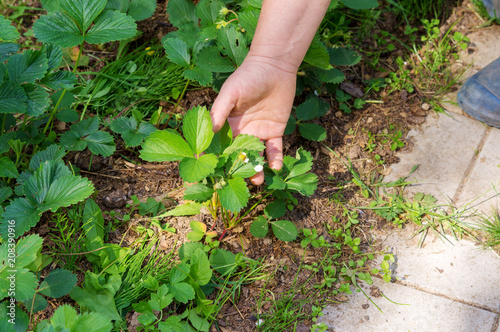 woman farmer checks strawberry growth