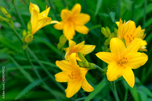 Fototapeta Naklejka Na Ścianę i Meble -  A daylily is a flowering plant in the genus Hemerocallis Gardening enthusiasts and professional horticulturalists have long bred daylily species for their attractive flowers.