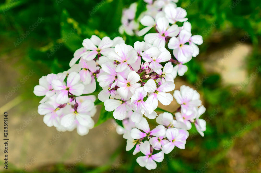 Closeup on purple gilliflower Hesperis matronalis Closeup on purple gilliflower Hesperis matronalis