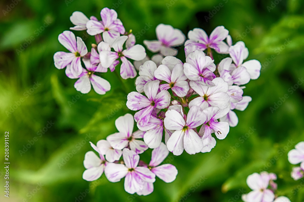Closeup on purple gilliflower Hesperis matronalis Closeup on purple gilliflower Hesperis matronalis
