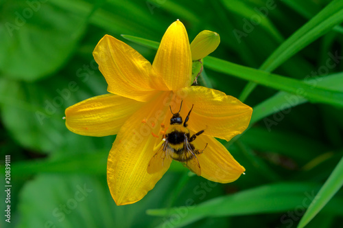 Bumblebee collects nectar on a flower daylily. Close-up view. On a Sunny summer day.