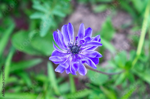 Purple Anemone in flower in spring