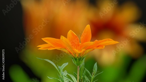 Gerbera Daisy flower blossoming, blooming and growing against a bright orange background. photo