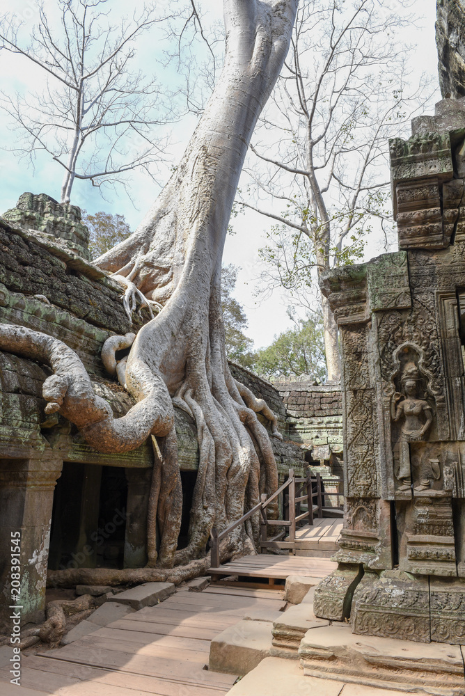 Ta Prohm temple at Angkor Wat complex, Siem Reap, Cambodia