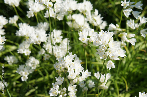Allium zebdanense or ornamental onion many white flowers with green