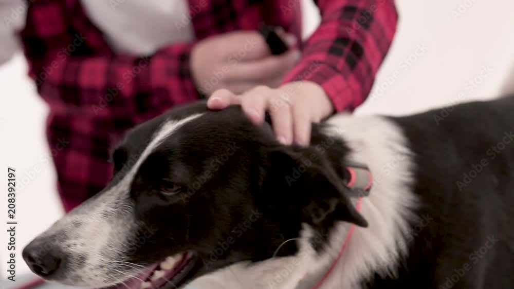 Female owner puts off muzzle from dog in vet office. Preparation for examining. Pet concept. Female owner puts off muzzle from dog in vet office. Preparation for examining. Pet concept.