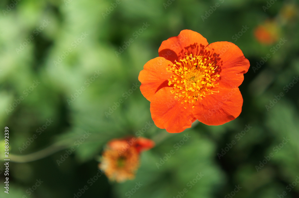 Geum coccineum borisii or dwarf orange avens red flower with green background Geum coccineum borisii or dwarf orange avens red flower with green background