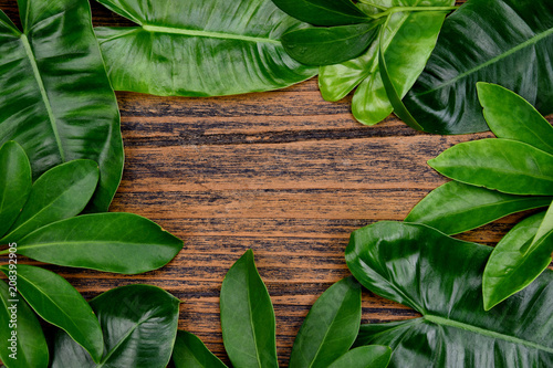 Tropical green leaves background on wooden frame with copy space in the center  Natural pattern concept  Top view.