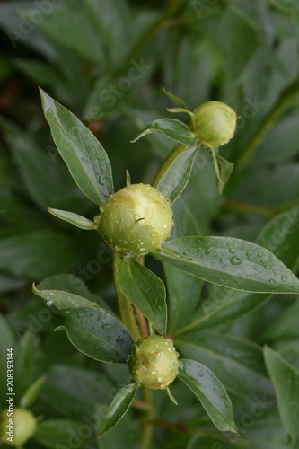 buds of a pink peony in large transparent drops of summer rain, on a soft fuzzy background of green foliage