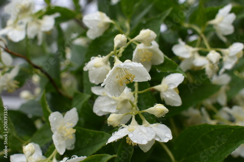 beautiful flowers of white jasmine in large transparent rain drops on a soft background of green foliage