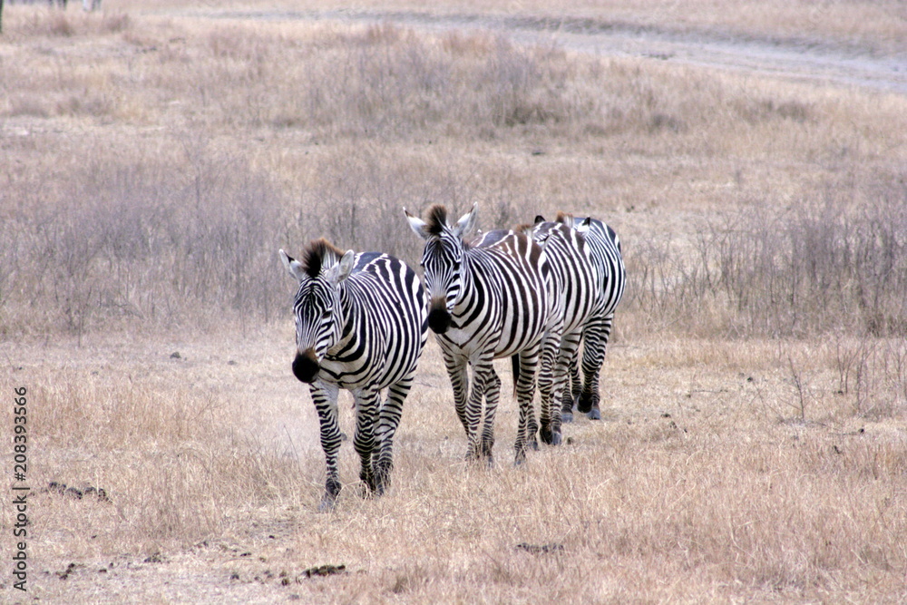 Obraz premium Three Zebras