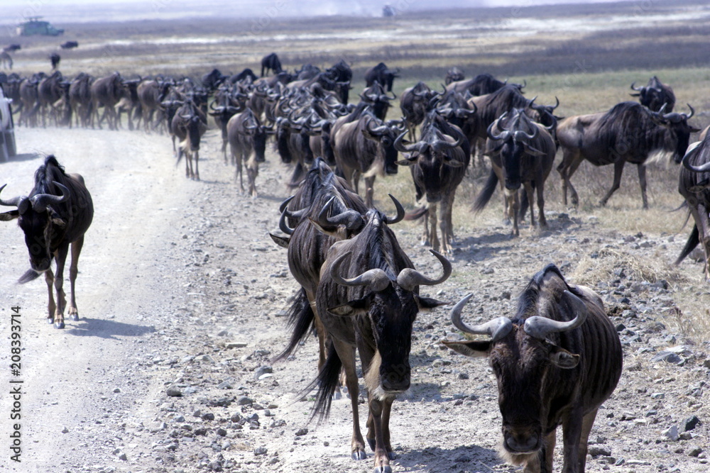 Obraz premium Wildebeest in Migration