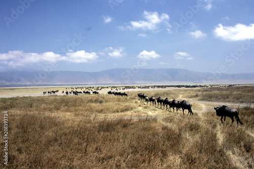 Wildebeest in Migration from Afar © Chris Behrsin