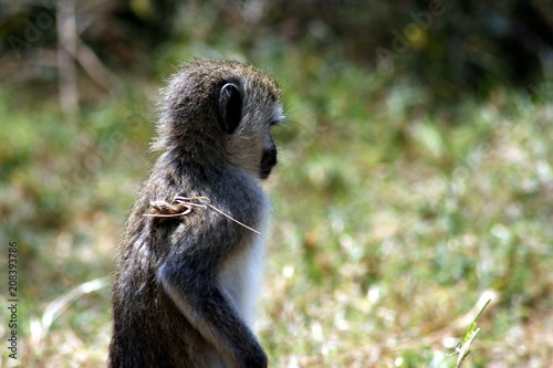 Vervet Monkey from Side