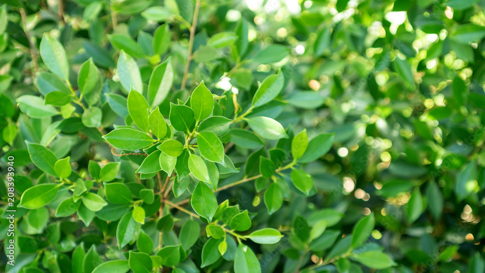 Close up of green ficus annulata tree. Close up of green ficus annulata tree.