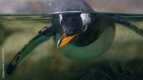 Friendly Penguin photo
