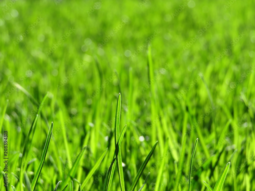 Green grass background, selective focus, macro. Freshness of nature Green grass background, selective focus, macro. Freshness of nature