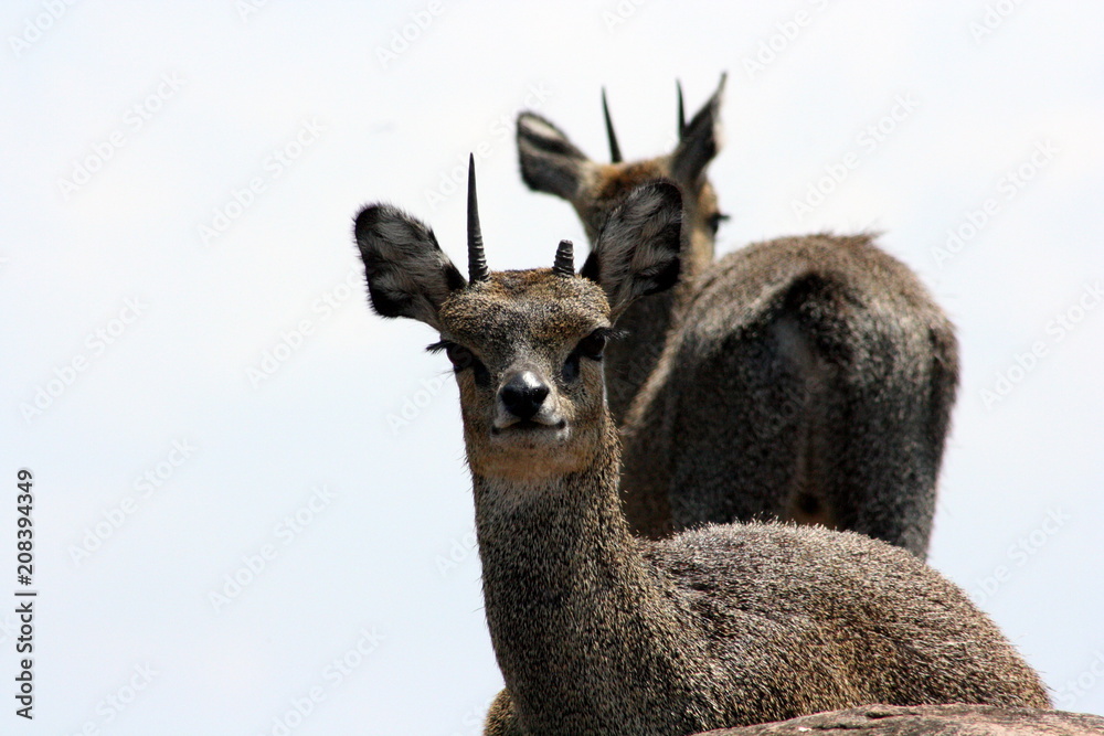 Two Springboks