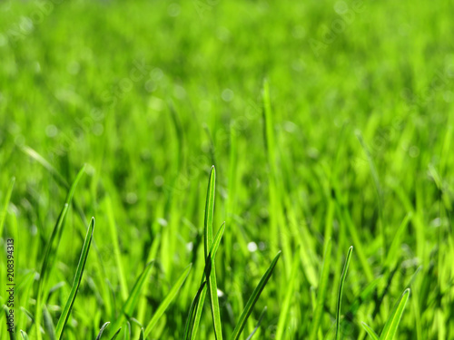 Green grass background, selective focus, macro. Freshness of nature