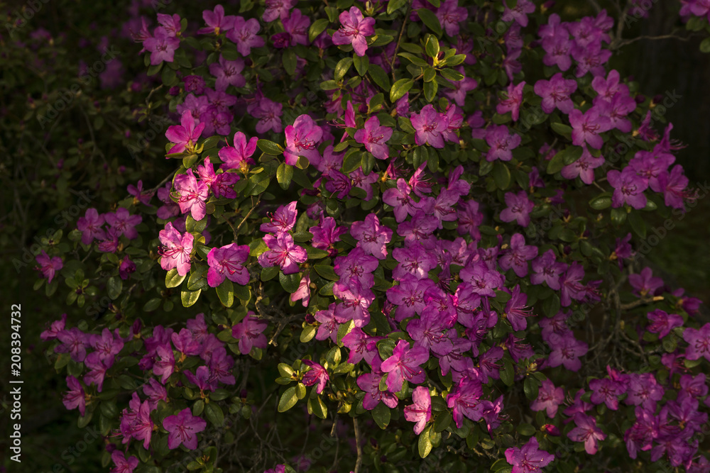 bushes of the rhododendron, ledebourii blooming with purple flowers in mountain forest in the spring