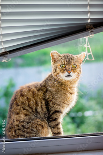 Brown striped cat sits on  window sill and wants to enter room. Window with jalousie. Advertising a jalousie_ © Volodymyr