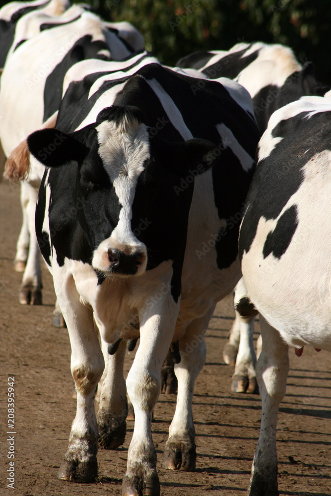 Dairy Cow Herd