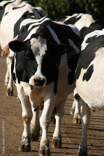 Dairy Cow Herd