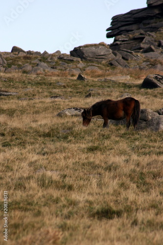Dartmoor Horse in Valley