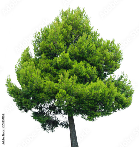 Pine Tree isolated on white background