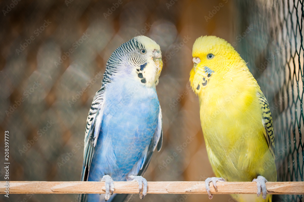 Obraz premium Cute blue and yellow parakeet in the huge cage, captive