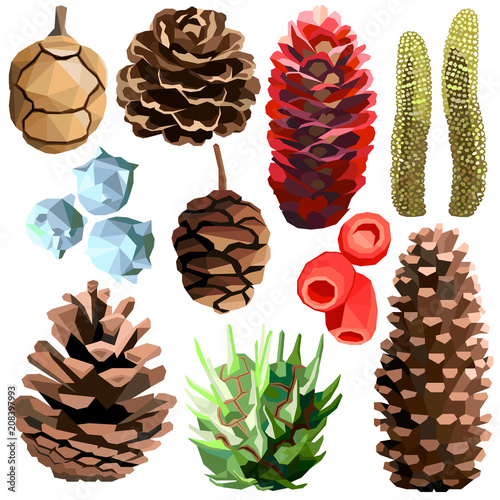 Tree cone set colorful low poly designs isolated on white background. Vector autumn botanical illustration. Collection of cones in a modern style.