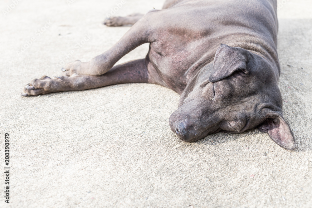 Naklejka premium Dog lying on the ground