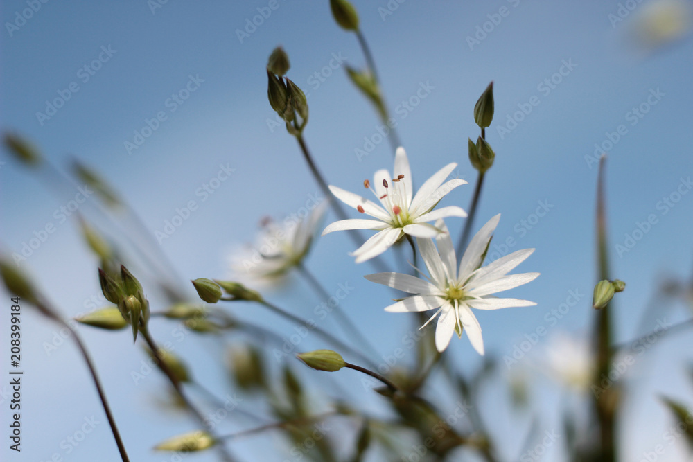 small white flowers in macro photography small white flowers in macro photography