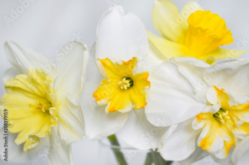 white daffodils closeup 