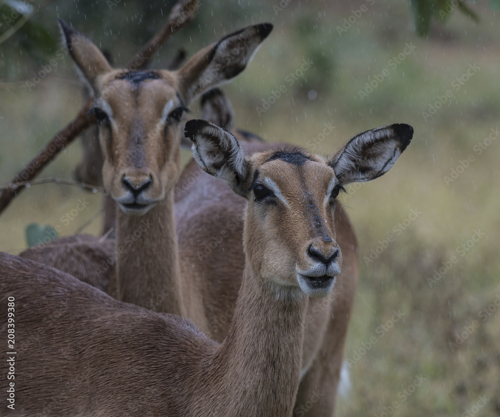 Two female Impala, (Aepyceros melampus), looking at camera, with rain on face and eyelashes. Kruger National Park, South Africa