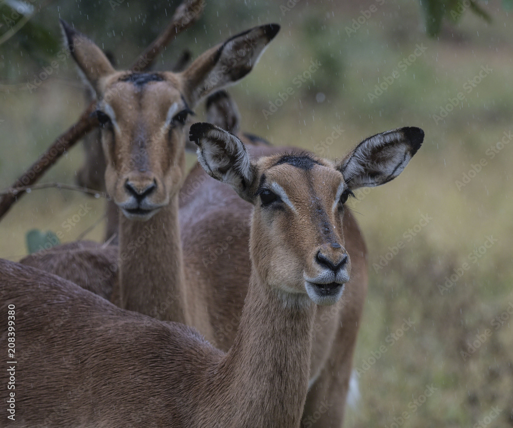 Two female Impala, (Aepyceros melampus), looking at camera, with rain on face and eyelashes. Kruger National Park, South Africa Two female Impala, (Aepyceros melampus), looking at camera, with rain on face and eyelashes. Kruger National Park, South Africa