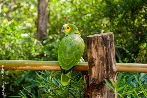 Amazona aestiva photo